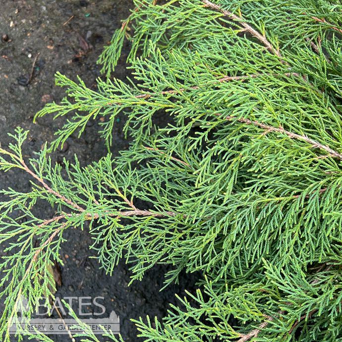 #3 Microbiota decussata/ Siberian Carpet Cypress, Russian Arborvitae