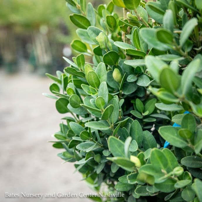#6 Buxus semp Graham Blandy/ Upright Columnar Boxwood