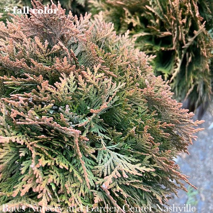 #3 Thuja occ Danica/ Dwarf Globe Arborvitae