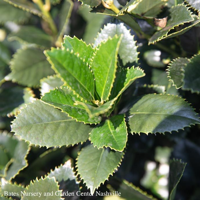#15 Ilex x Liberty/ Red Holly (self-fertile)