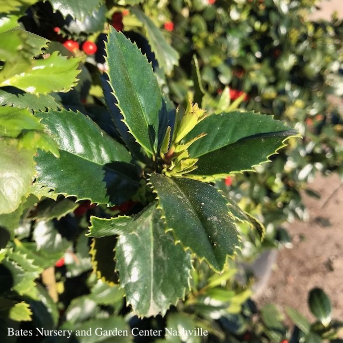 #15 Ilex x Liberty/ Red Holly (self-fertile)