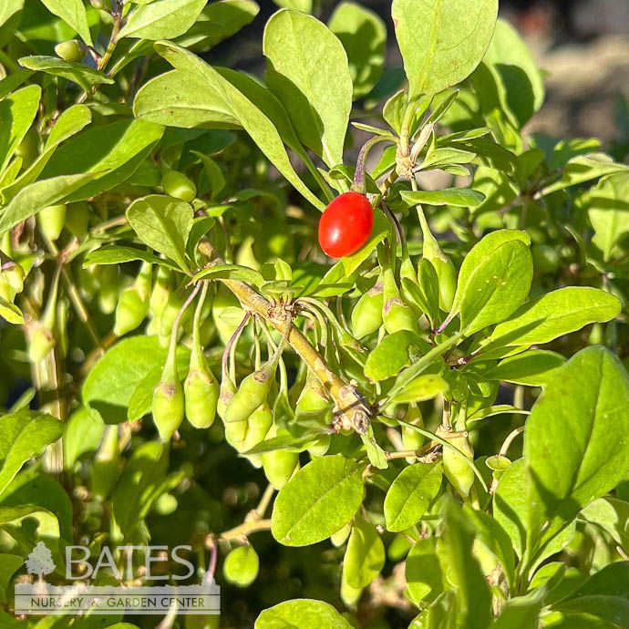 Edible #3 Lycium barbarium/ Goji Berry, Wolfberry