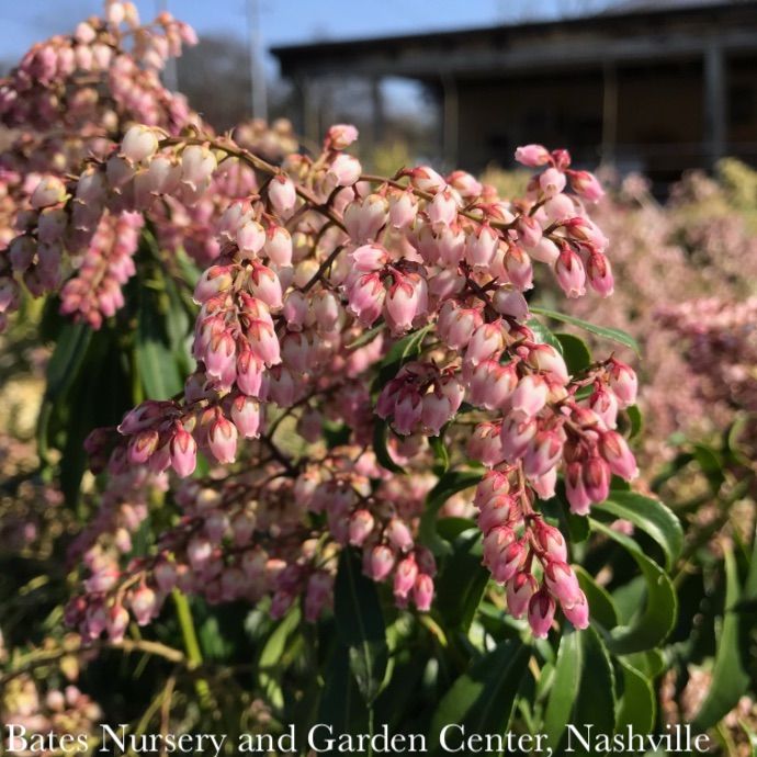 #3 Pieris japonica Valley Rose/ Pink