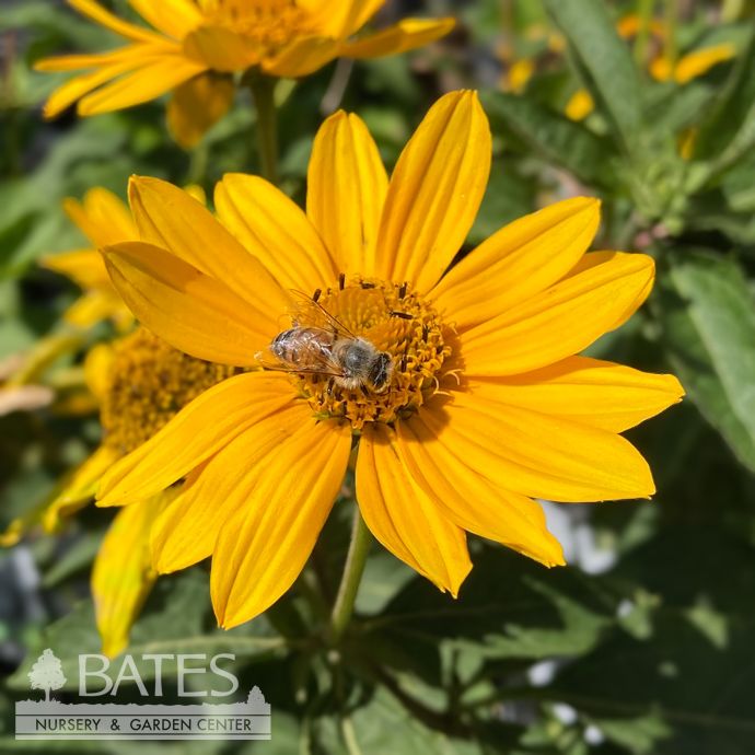 #1 Heliopsis heli PW PP Tuscan Gold/ False Sunflower Native (TN)