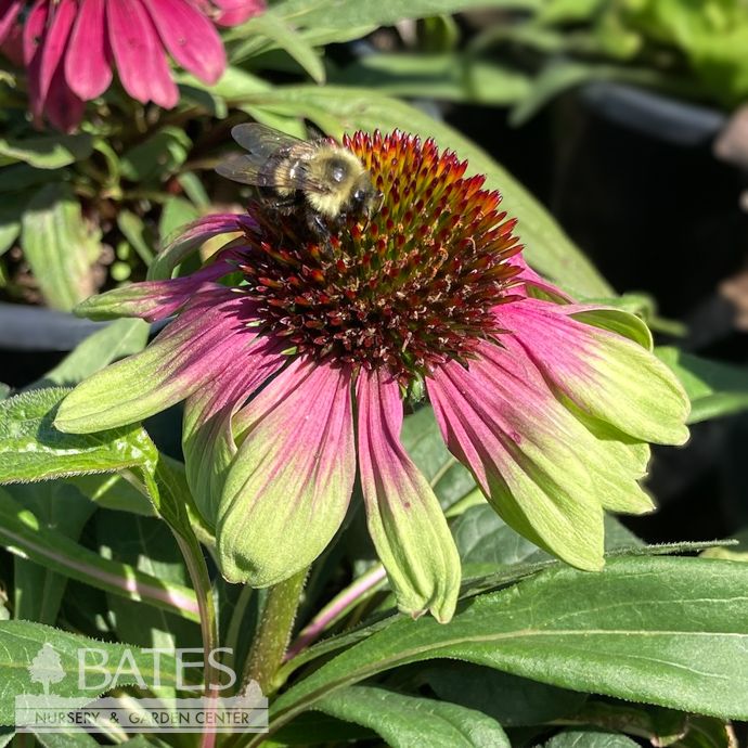 #1 Echinacea x Sweet Sandia/ Pink with Green Edges Coneflower