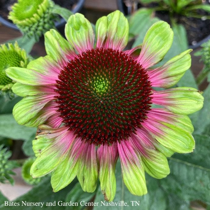 #1 Echinacea x Sweet Sandia/ Pink with Green Edges Coneflower
