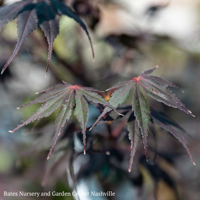 #3 Acer pal Peve Stanley/ Upright Red Japanese Maple
