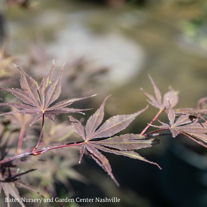 #3 Acer pal Peve Stanley/ Upright Red Japanese Maple