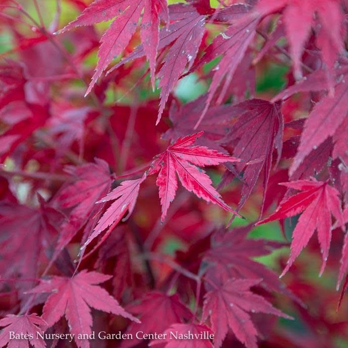 #3 Acer pal Tobiosho/ Green Upright Japanese Maple