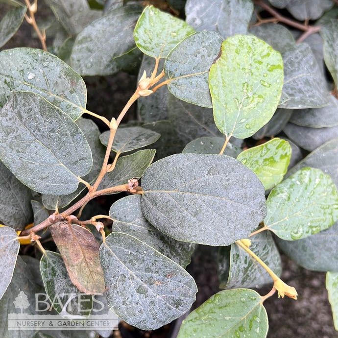 #3 Fothergilla gard Blue Mist/ Dwarf Native (R)