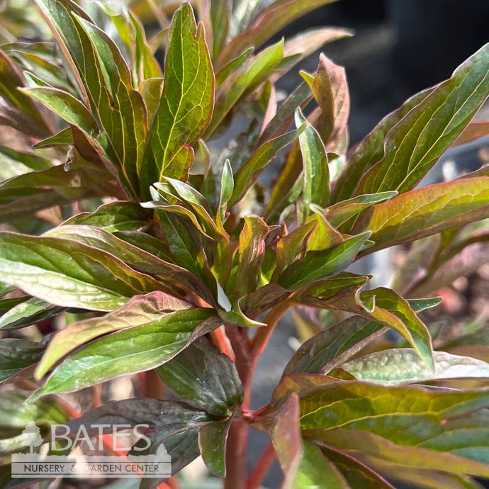 #2 Paeonia x Coral Charm/ Coral-Cream Semi-Dbl Peony