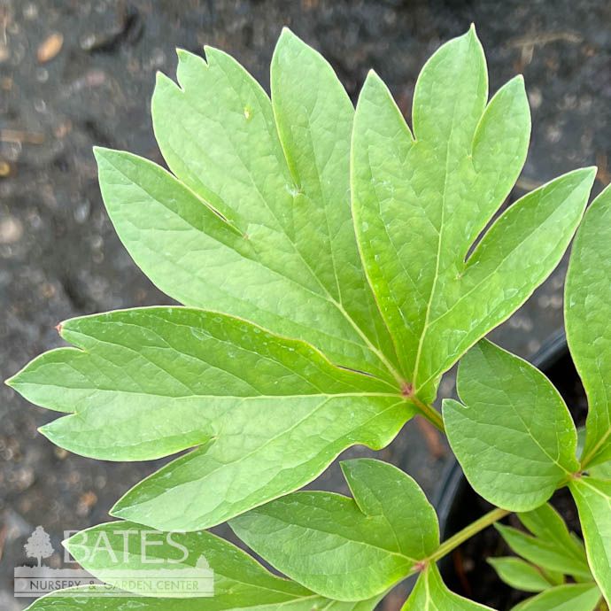 #2 Paeonia x Coral Charm/ Coral-Cream Semi-Dbl Peony