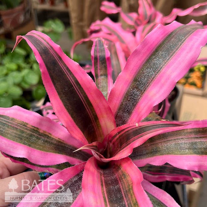 5p! Bormeliad Cryptanthus Red Baron /Tropical