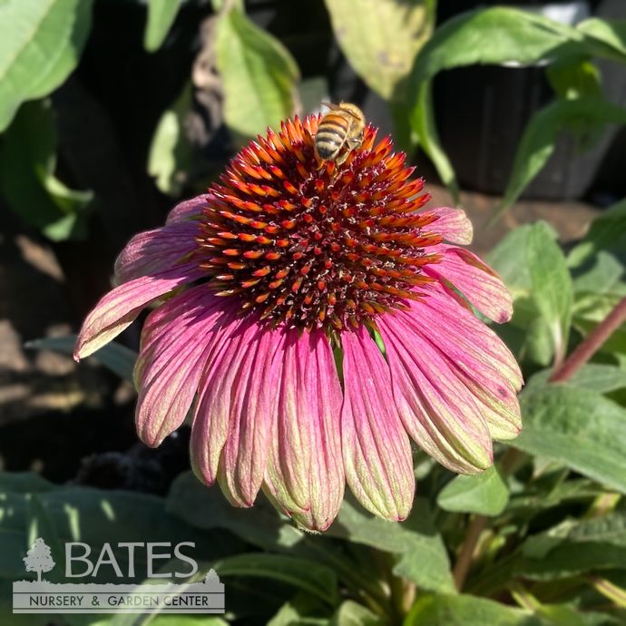 #1 Echinacea x Sweet Sandia/ Pink with Green Edges Coneflower