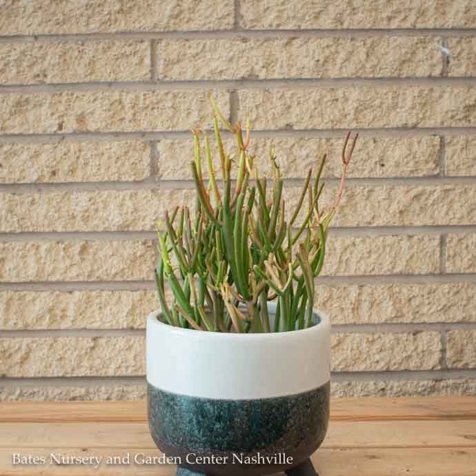 4p! Euphorbia tin Sticks of Fire / Pencil Cactus /Tropical