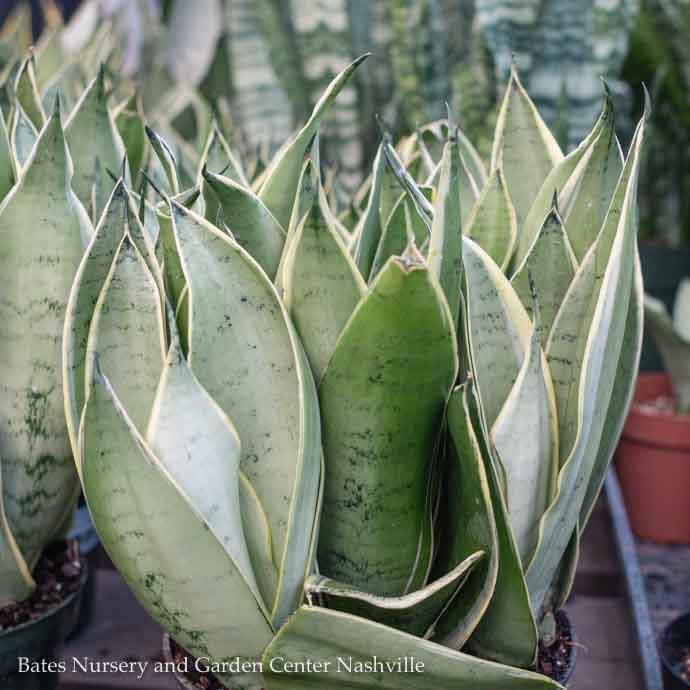 6p! Sansevieria Night Owl /Snake Plant /Mother-in-Law Tongue /Tropical