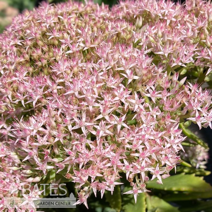#1 Sedum x PW Rock N&#39; Round &#39;Pure Joy&#39;/ Stonecrop