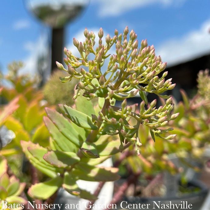 #1 Sedum x PW Rock N&#39; Round &#39;Pure Joy&#39;/ Stonecrop