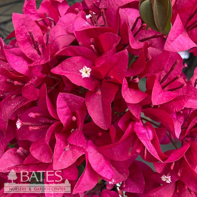 Tropical #2 STK Bougainvillea Burgundy Queen - No Warranty