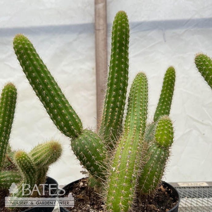 4p! Cactus Rat Tail Golden /Tropical