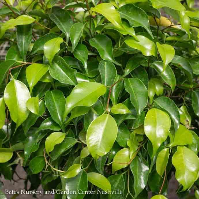 10p! Ficus Benjamina Spire Column /Tropical