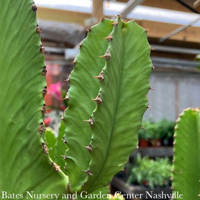 12p! Euphorbia Ingens Chocolate Drop  / Cactus /Tropical