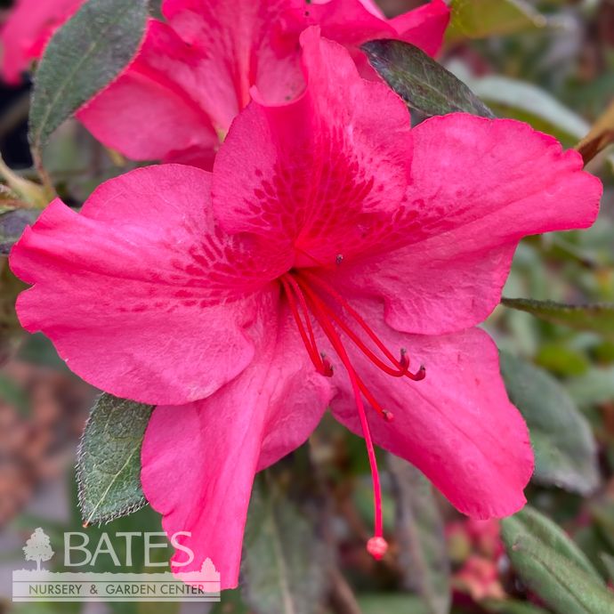 #3 Azalea x Encore Autumn Sundance/ Repeat Vibrant Pink Dwarf