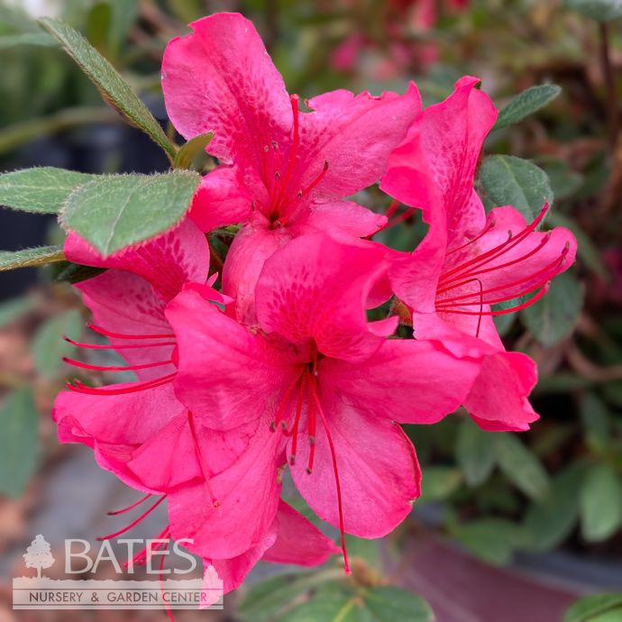 #3 Azalea x Encore Autumn Sundance/ Repeat Vibrant Pink Dwarf