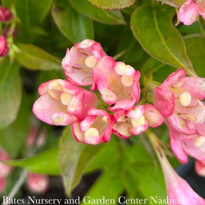 #2 Weigela x Peach Kisses/ Pink