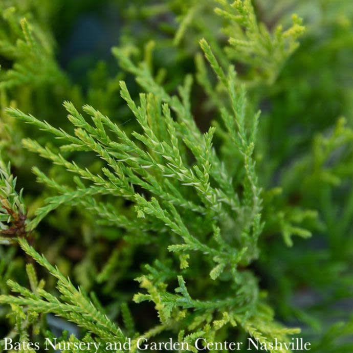 #7 Chamaecyparis pis Golden Mop/ Threadleaf Falsecypress