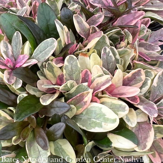#1 Ajuga ten Princess Nadia/ Variegated Carpet Bugle