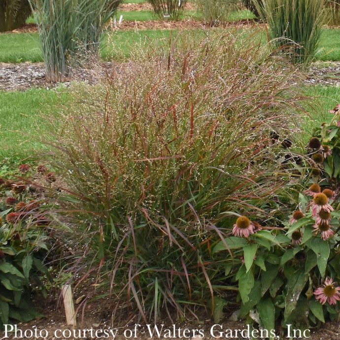 #2 Grass Panicum virg Red Flame/ Switch Native (TN)