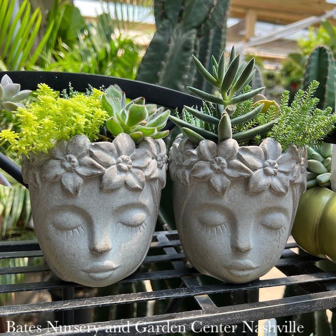 4.5P Flower Maiden w/Succulents