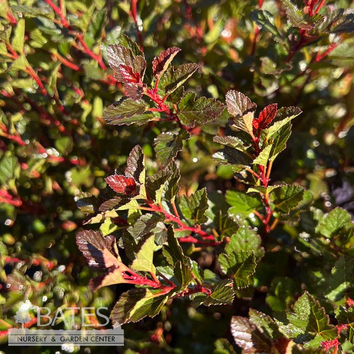 #3 Physocarpus opul FE Spicy Devil/ Ninebark Native (TN)