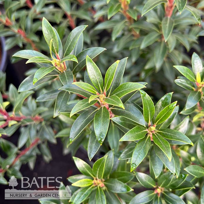 #3 Kalmia latifolia Tiddlywinks/ Mountain Laurel Native (TN) - No Warranty