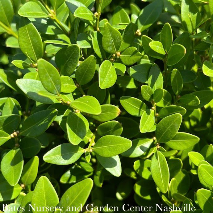 #6 Buxus x Green Velvet/ Boxwood