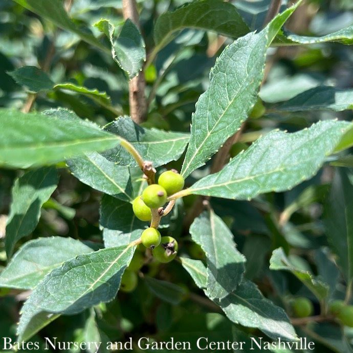 #5 Ilex vert Little Goblin Red/ Deciduous Winterberry Holly (female) Native (TN)