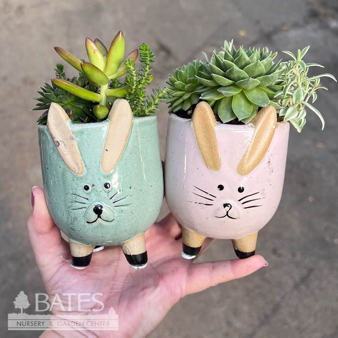 3P Ceramic Bunny w/ Succulent Assortment