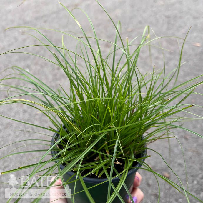 QP Grass Carex albicans / White-tinged Sedge Native (TN)