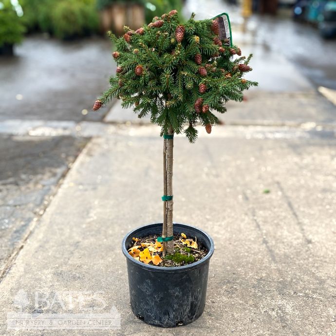 Topiary Patio Tree #3 18&quot; Picea ab Pusch/ Dwarf Norway Spruce