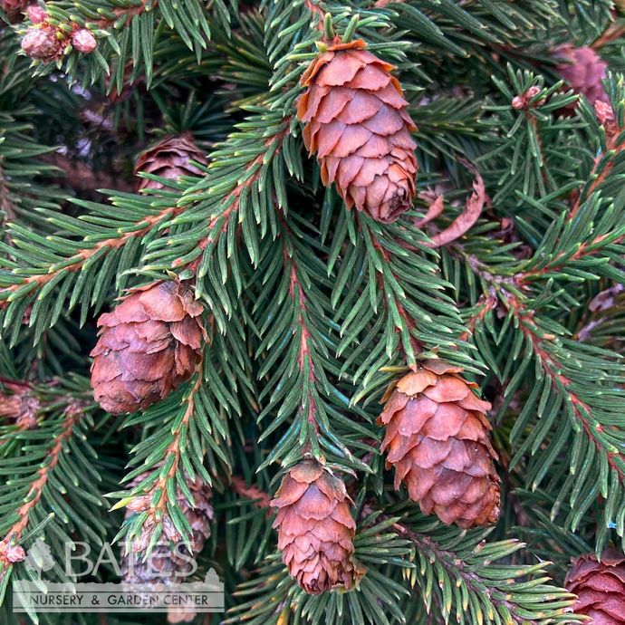 #1 Picea ab Pusch/ Dwarf Norway Spruce