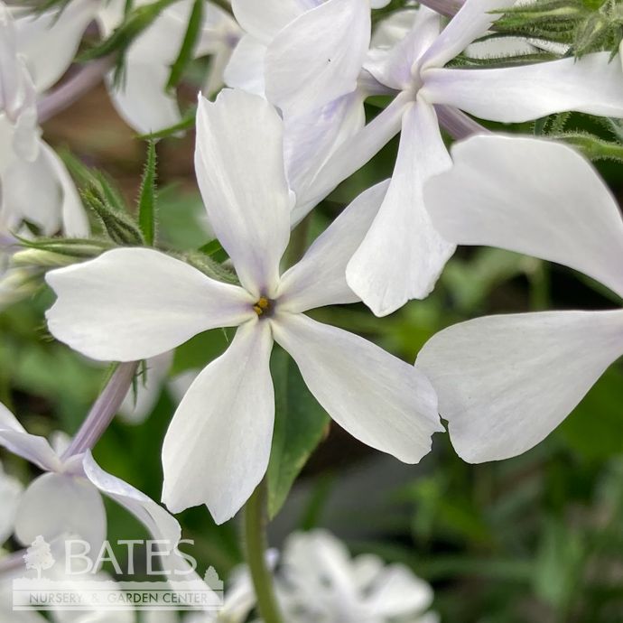 #1 Phlox div May Breeze/ White Woodland Native (TN)