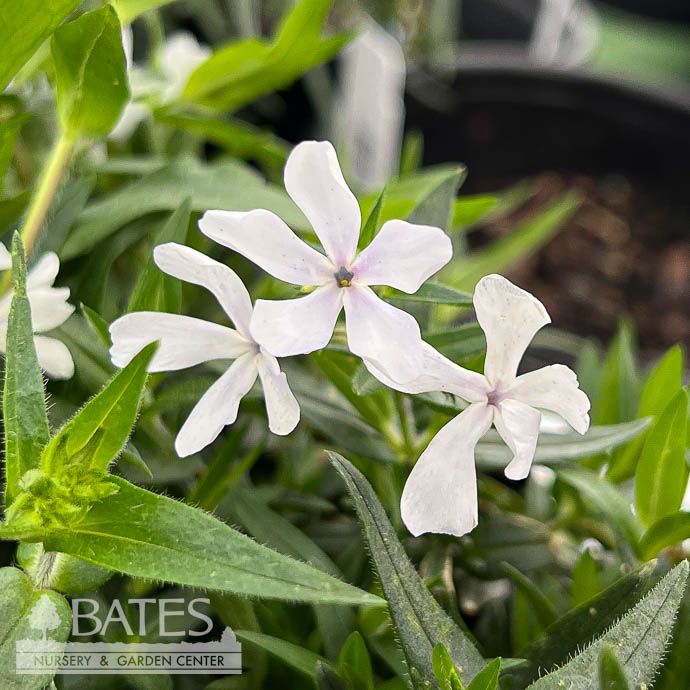 #1 Phlox div AB May Breeze/ White Woodland Native (TN)