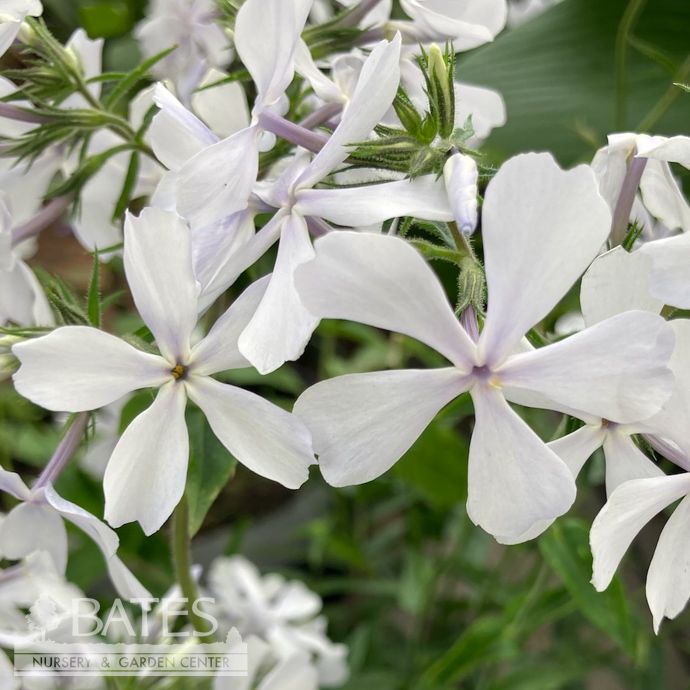#1 Phlox div May Breeze/ White Woodland Native (TN)