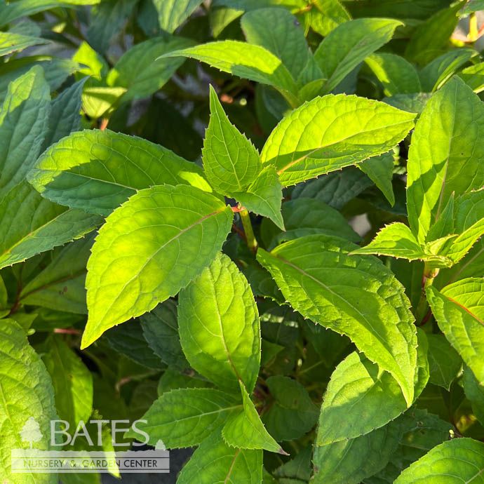 #3 Hydrangea serr Purple Tiers/ Lacecap