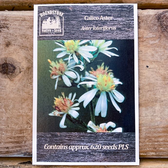 Seed Aster lateriflorus/ Calico Aster - Roundstone Native (TN)