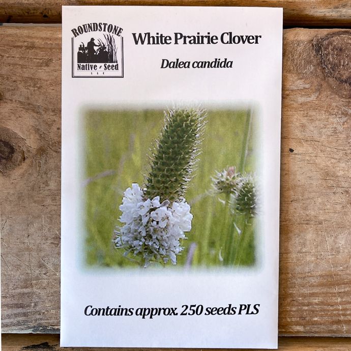 Seed Dalea candida/ White Prairie Clover - Roundstone Native (TN)