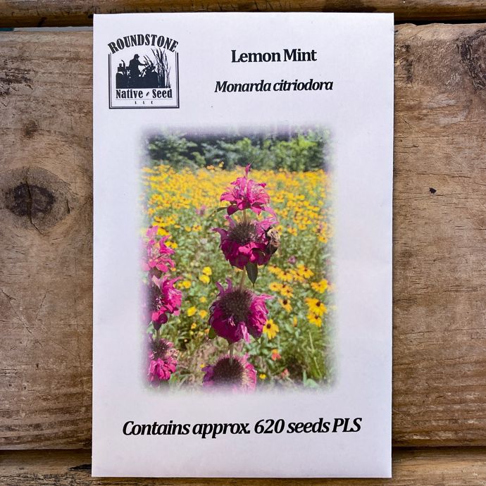 Seed Monarda citriodora/ Lemon Mint - Roundstone Native (TN)