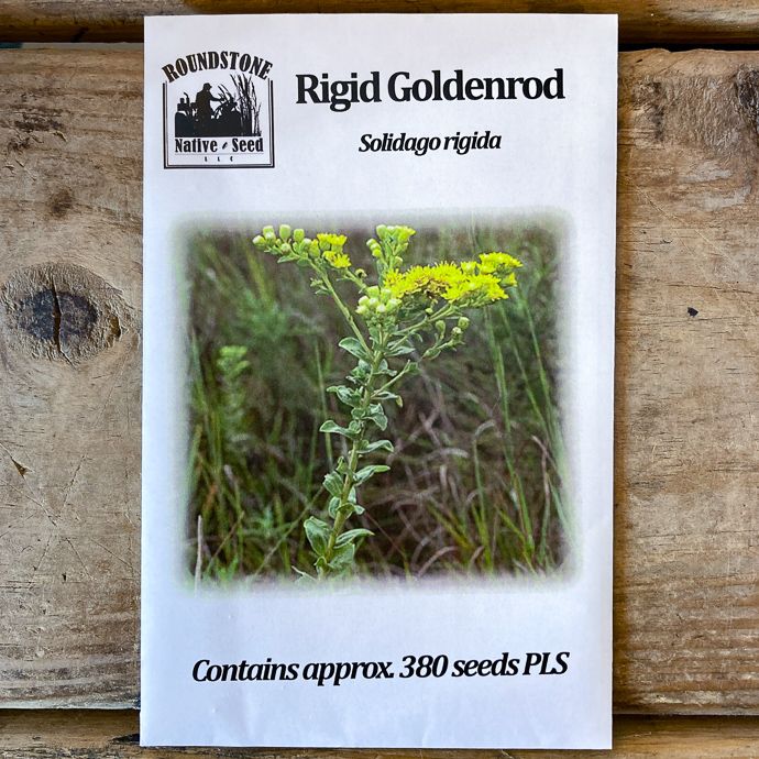 Seed Solidago rigida/ Rigid Goldenrod - Roundstone Native (TN)