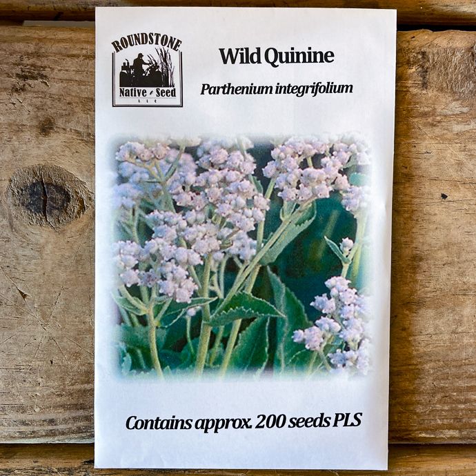 Seed Parthenium integrifolium/ Wild Quinine - Roundstone Native (TN)
